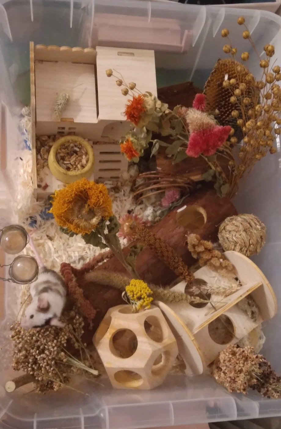 Lecture: Why Get a Mouse and How to Care for It Properly — ART Rubikon z.s., Olomouc
